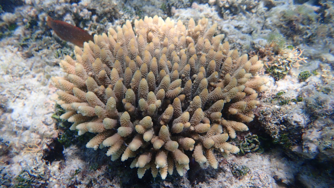 Coral IVF babies breed for first time ever on the Reef