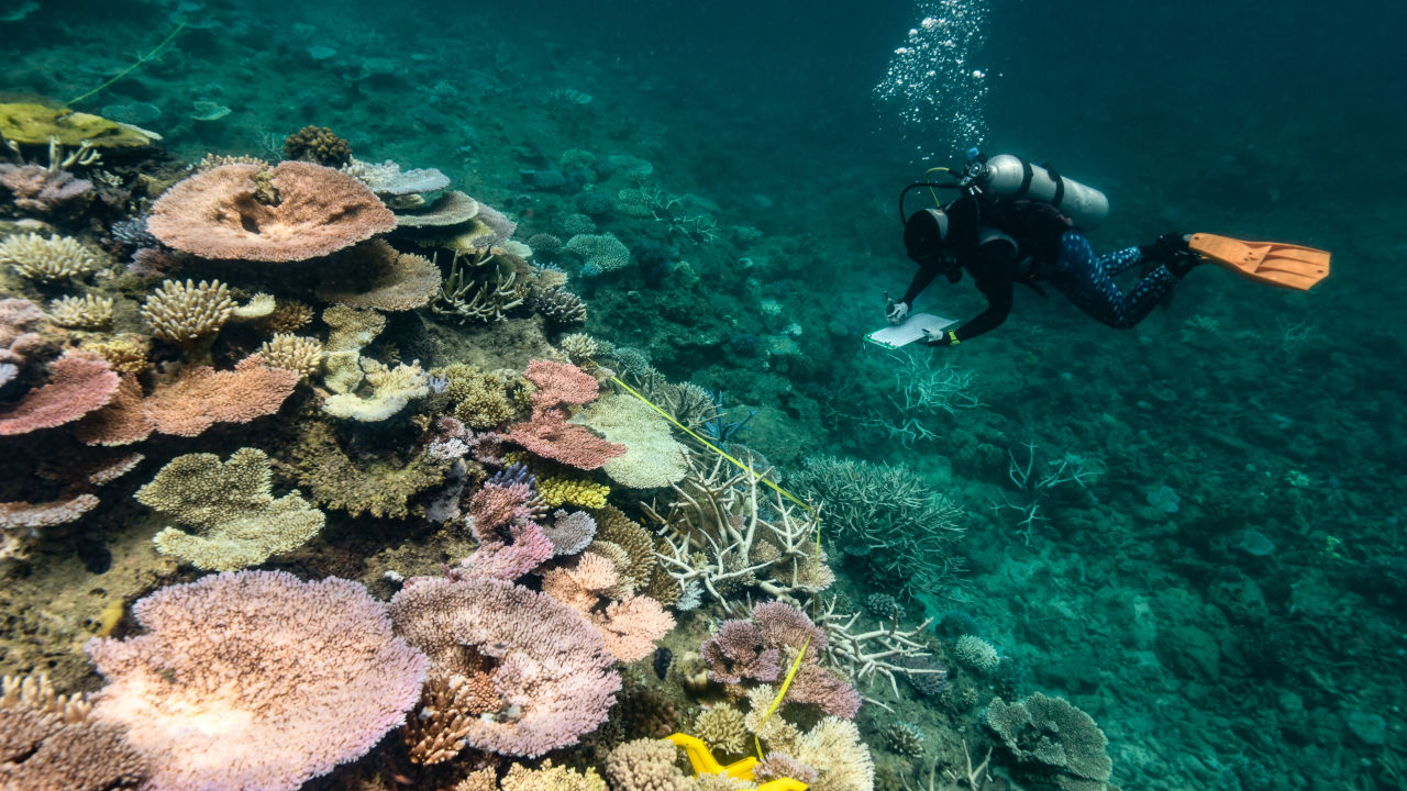 Report confirms Great Barrier Reef has suffered worst summer on record