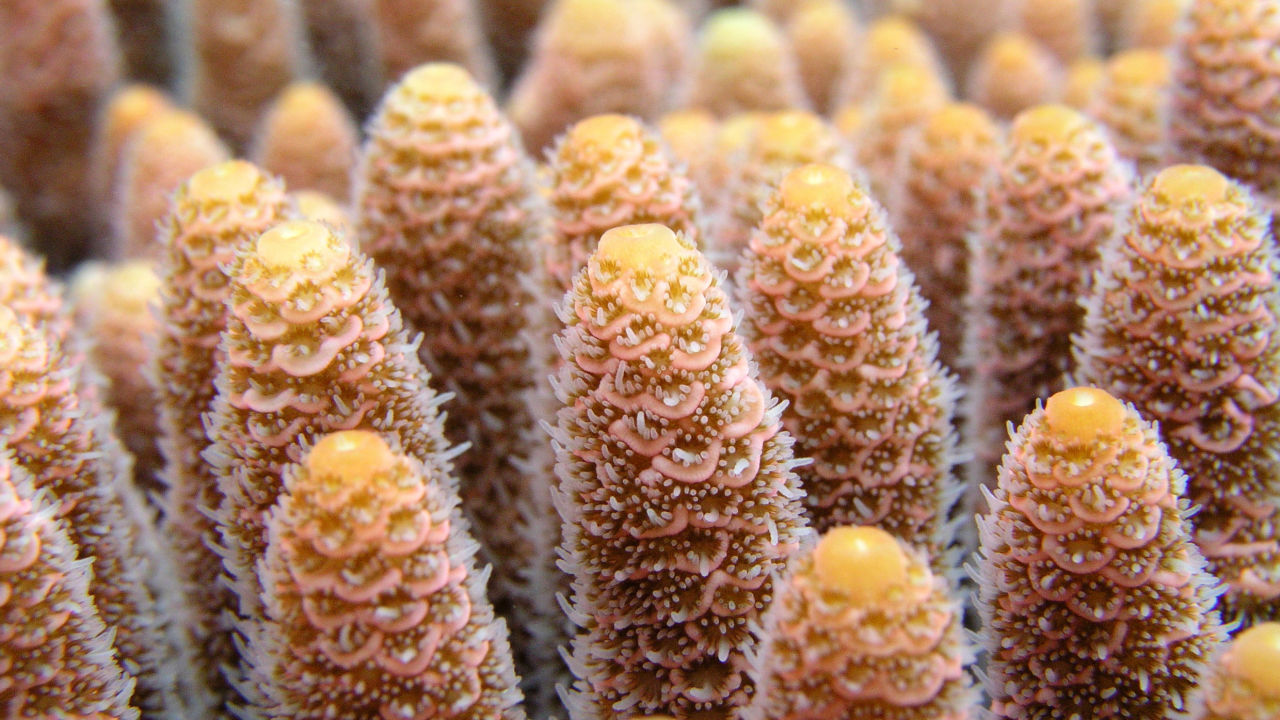 New technologies can help preserve coral reefs