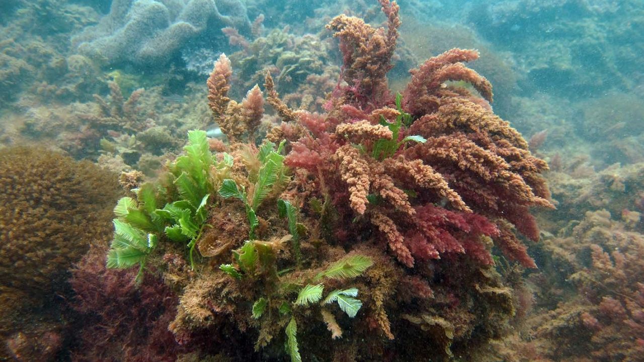 Testing how seaweed biofilters could improve  Reef water quality