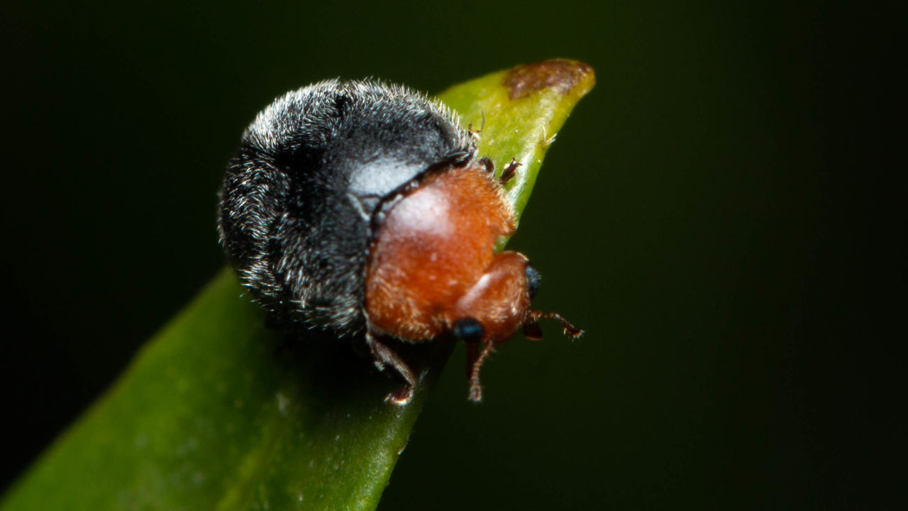 Ladybirds fight off insect infestation