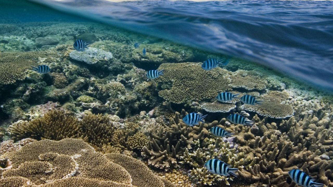 Restoring Reef Island Habitats