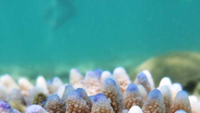 Third large-scale bleaching in five years