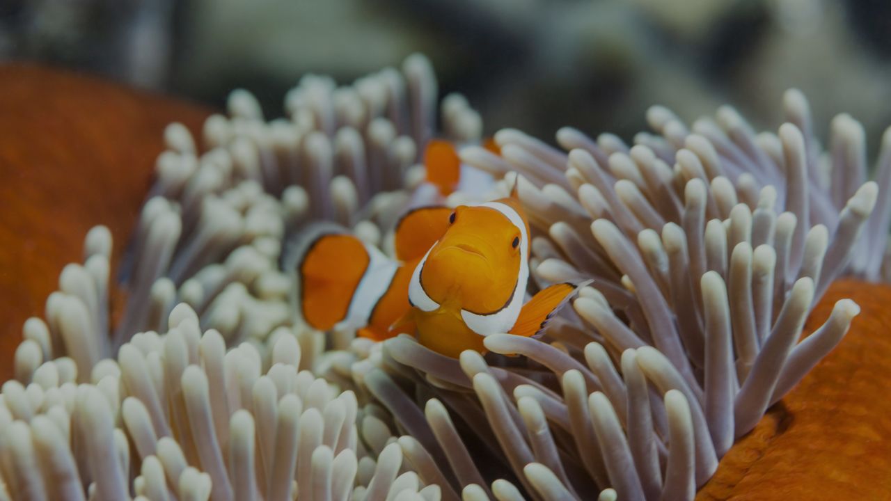 ‘The Great 8’  Animals of the Great Barrier Reef