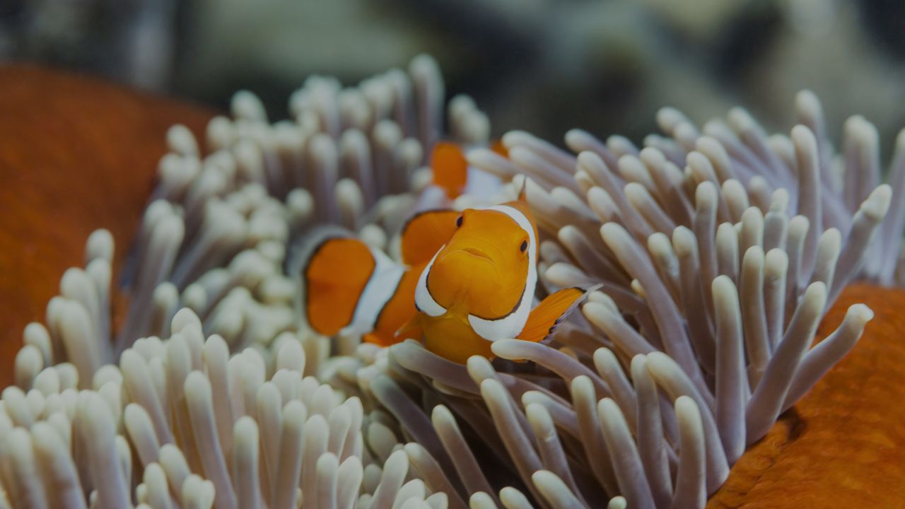 ‘The Great 8’ Animals of the Great Barrier Reef