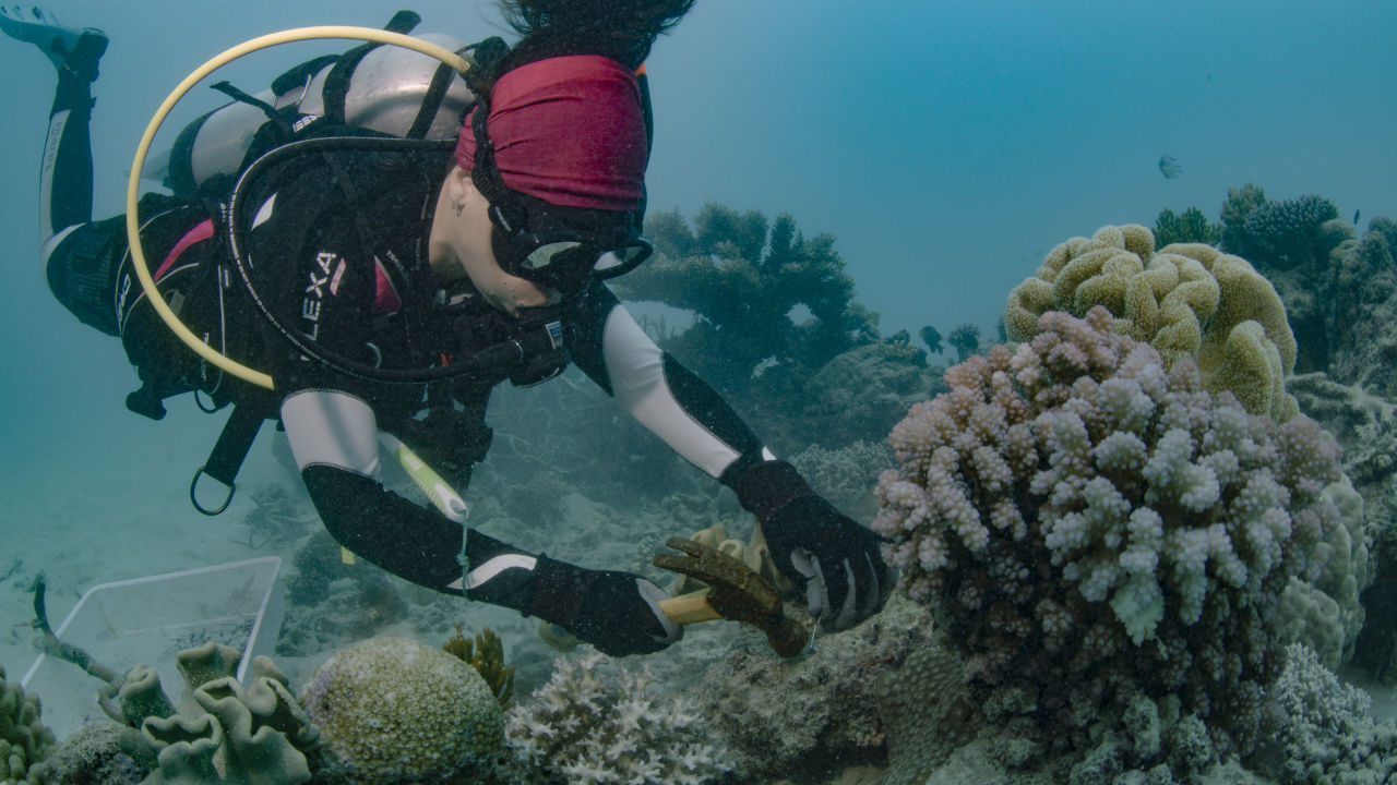 Coral Nurture Program recognised at esteemed Eureka Prizes