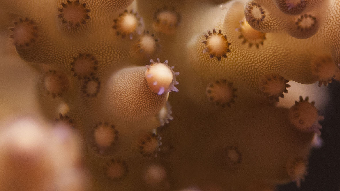 Great Barrier Reef’s baby boom holds the key to its protection 