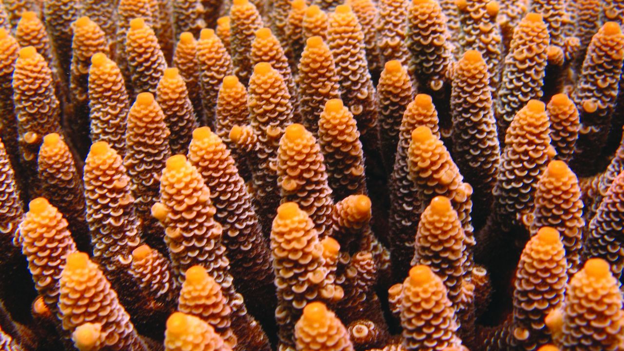 Probiotics for corals wins people’s vote in Reef innovation challenge