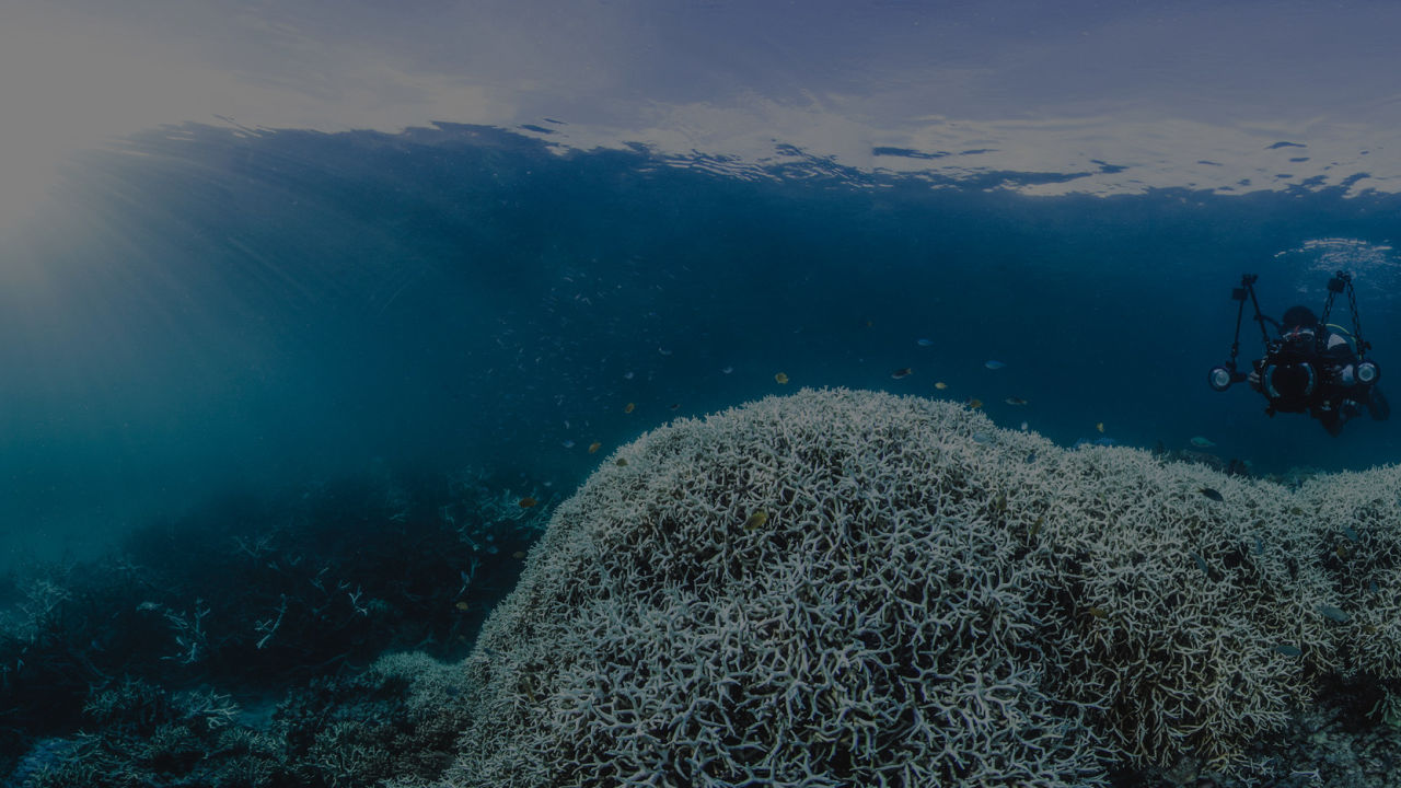 Coral bleaching at Lizard Island