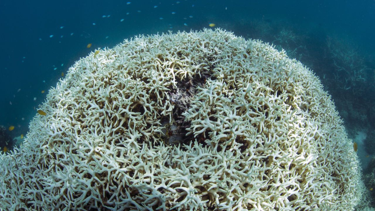 Coral Bleaching at Lizard Island