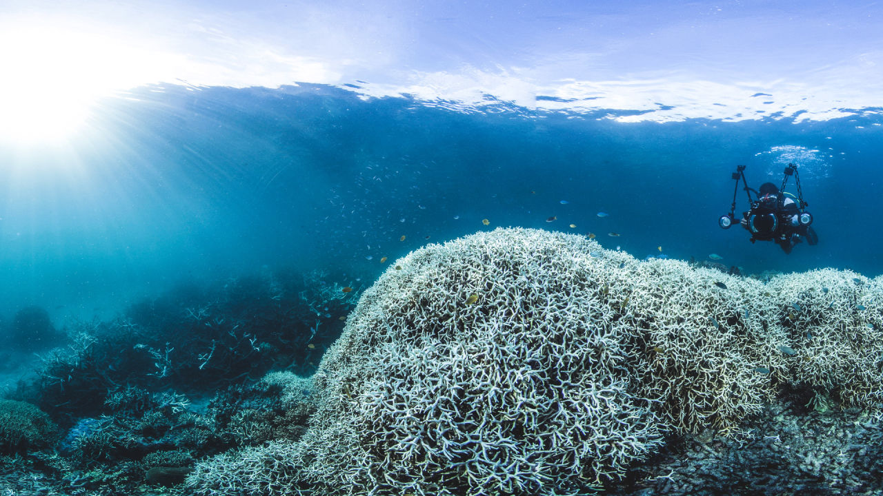 Coral Bleaching