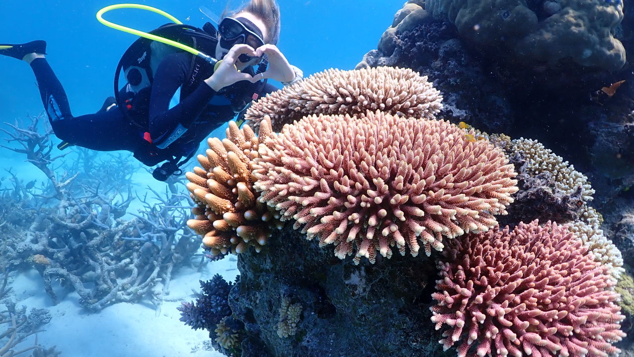 How scientists are restoring coral at the Great Barrier Reef