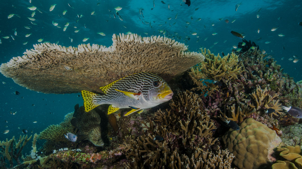 Why do we need coral reefs? 