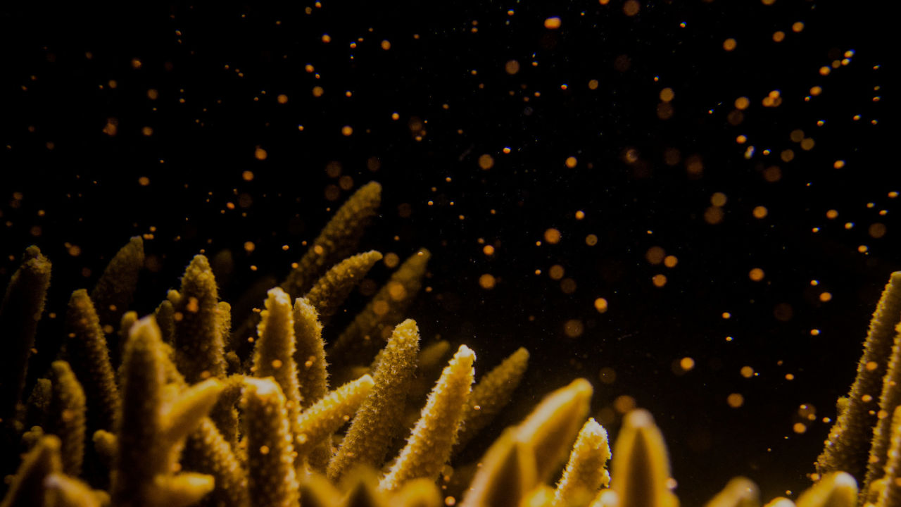 What is coral spawning?