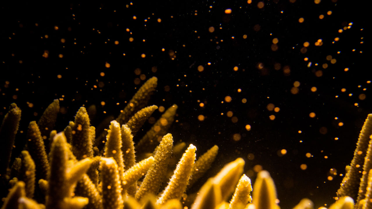 What is coral spawning?