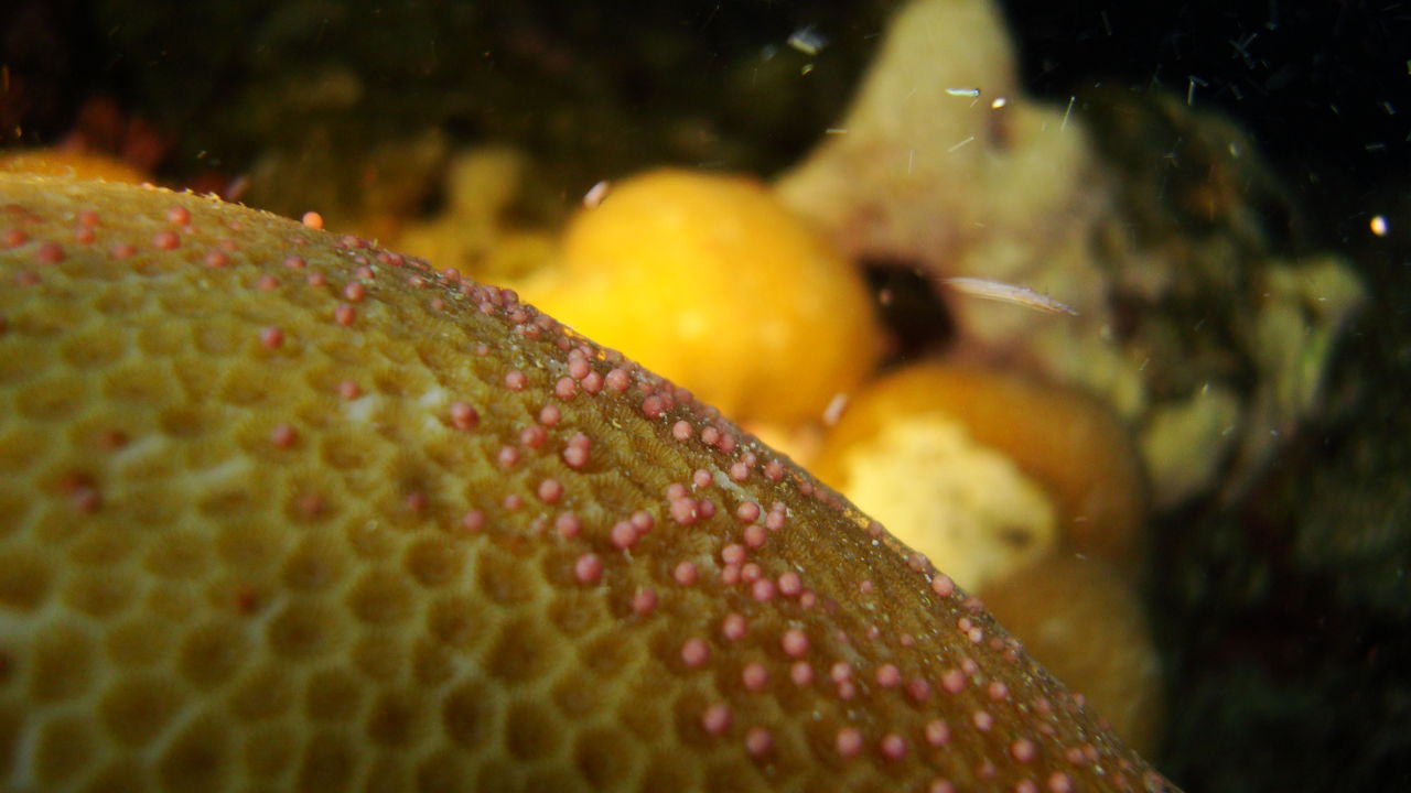 Coral spawning in the Red Sea