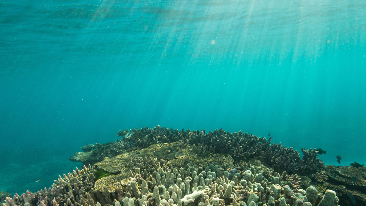 $96M for Reef-saving projects this year