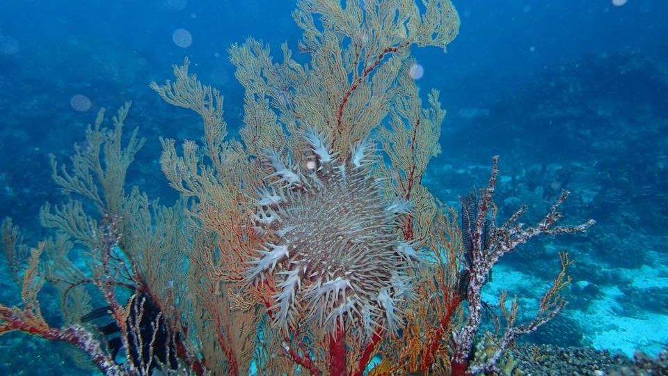 Fisherman leads record-breaking crown-of-thorns mission