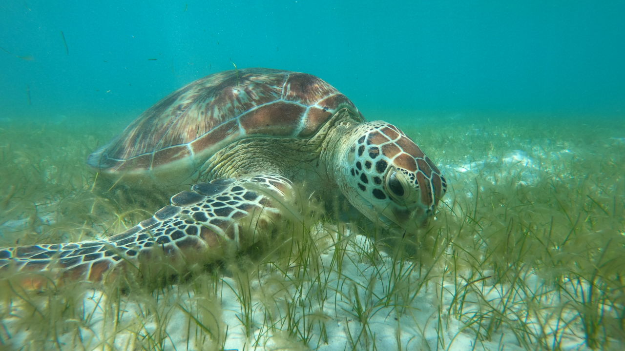 First-of-its-kind project aims to bring tropical seagrass meadows back to the Great Barrier Reef