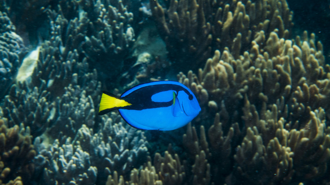 Blue Tang