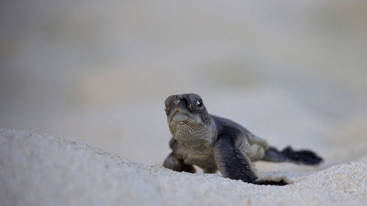 7 Reef documentaries to get you through isolation this week