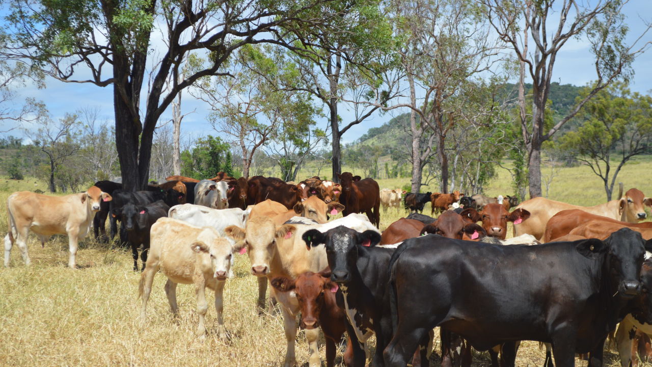 Celebrating grazing land management successes in the Fitzroy