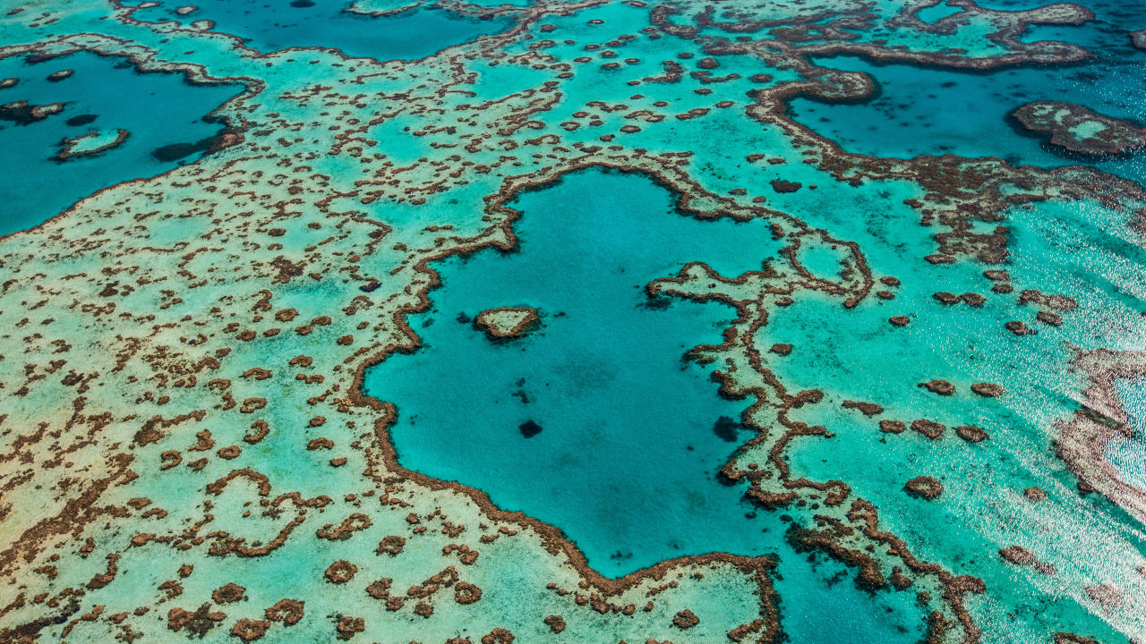Coral, Climate Change and Community: How Resilience is the Key to Survival