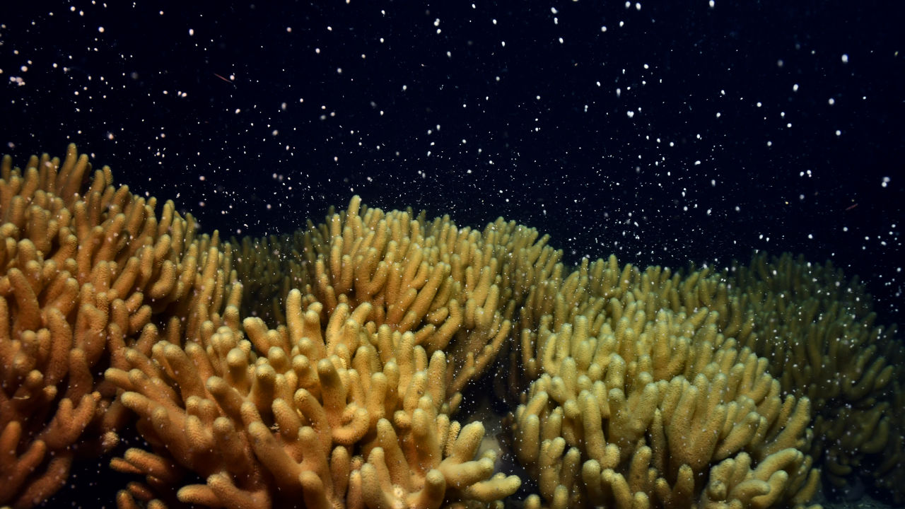 Spawning breeds new hope for the Great Barrier Reef