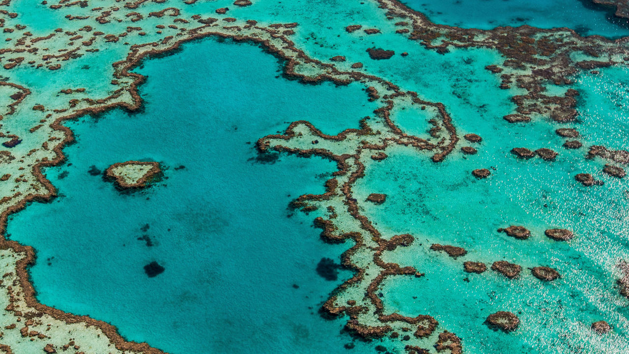 The Great Barrier Reef is a victim of climate change – but it could be part of the solution