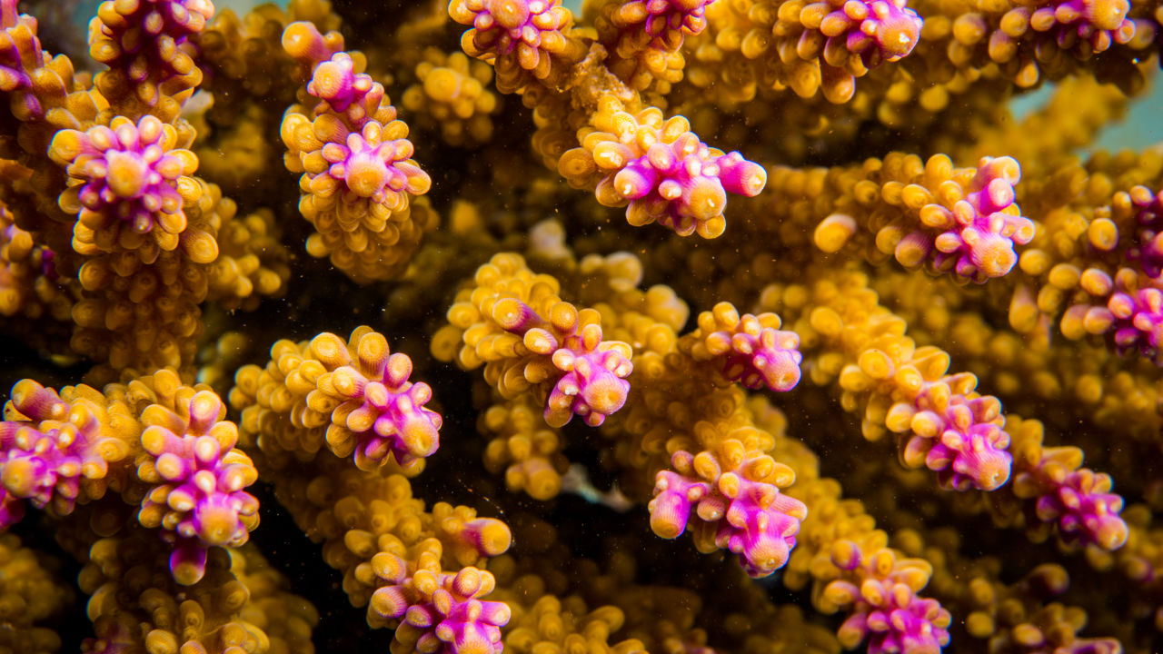 Coral sex conceives new growth for the Great Barrier Reef