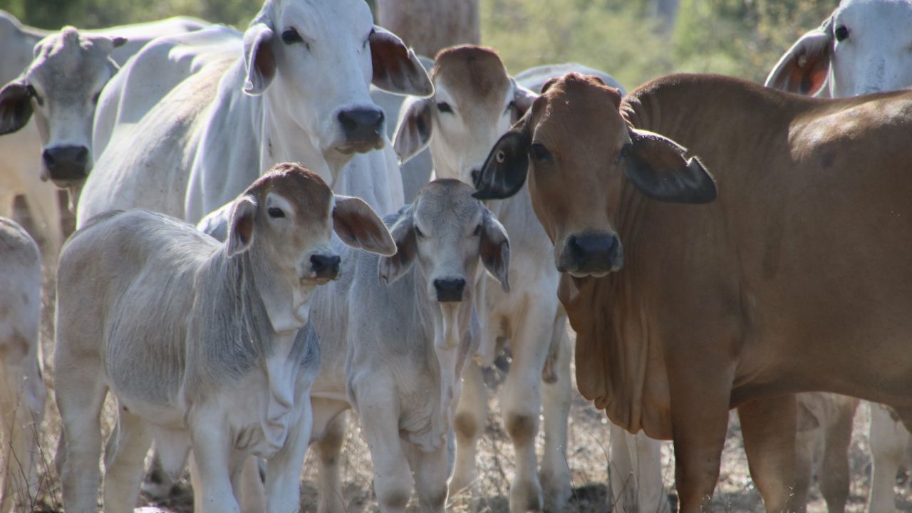 Improved Grazing Management in the Burdekin