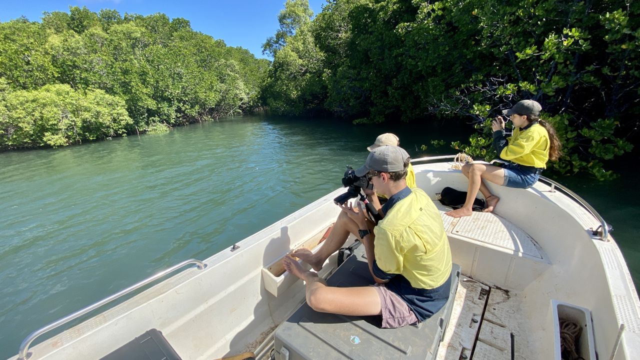 Mangrove Watchers on the Endeavour River