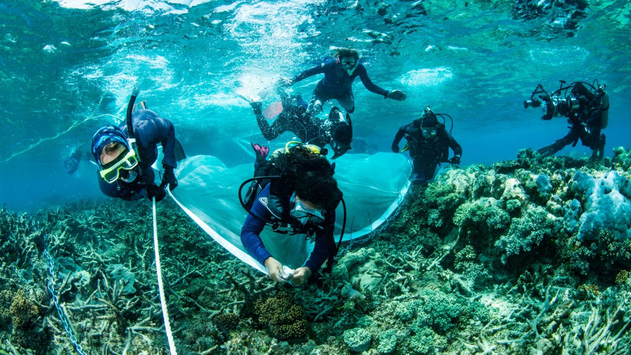 In pictures: Restoring our Reef with Coral IVF