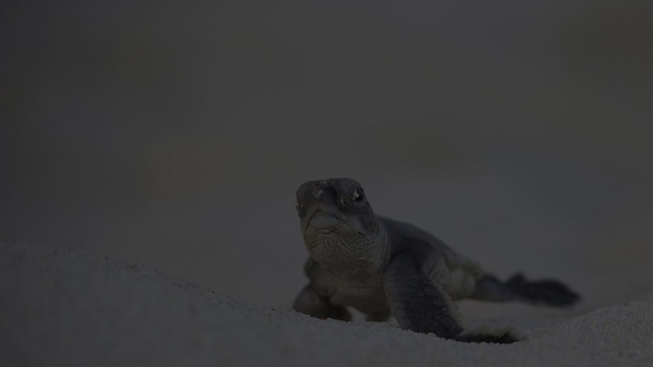 Green turtle hatchling on the Great Barrier Reef