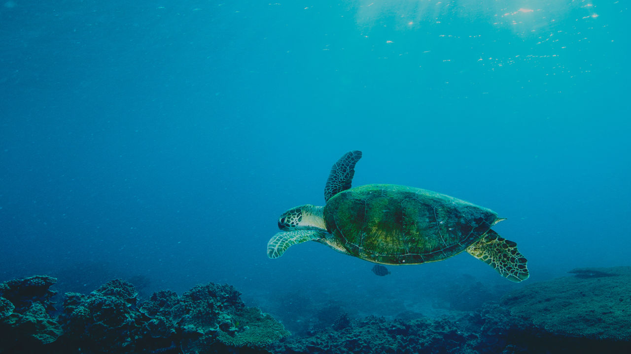 10 fascinating facts about sea turtles Great Barrier