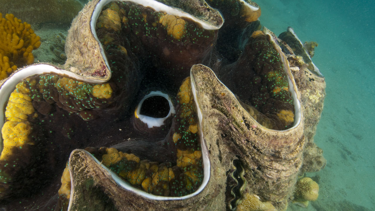 live clams underwater