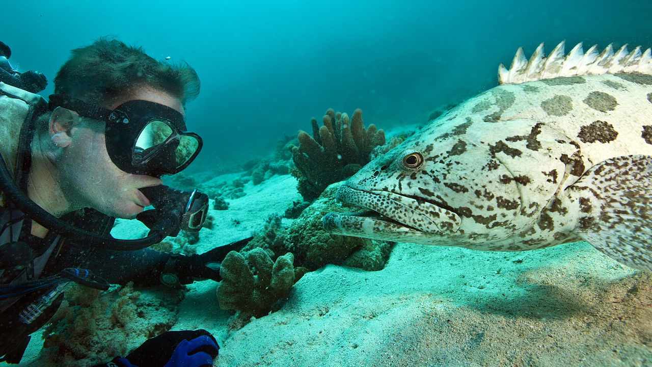 Leading UQ marine ecologist appointed Chief Scientist of Great Barrier Reef Foundation