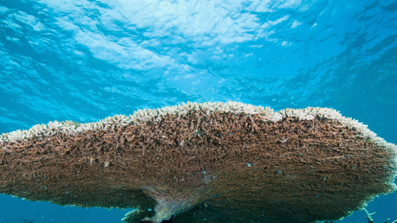 Reef health update