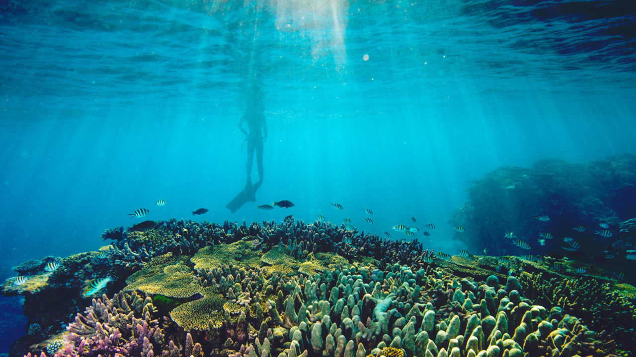 Reef Trust Partnership
