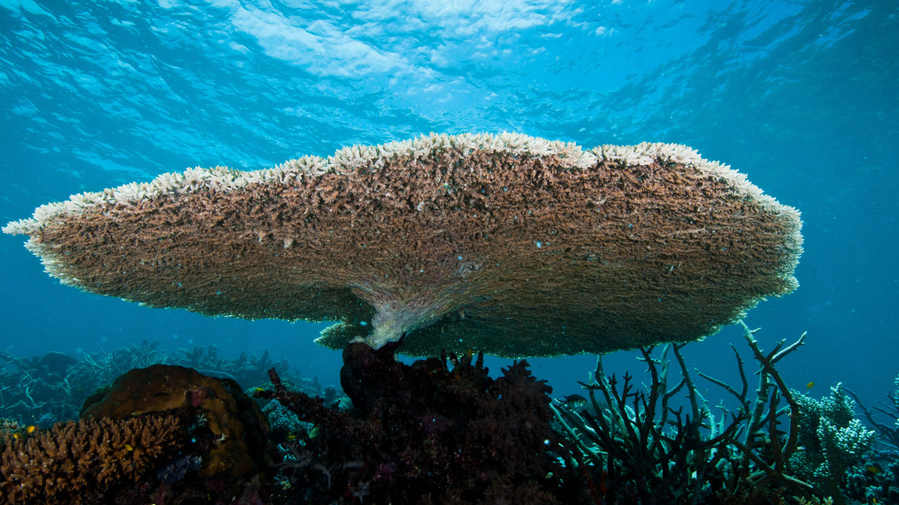 Reef health update