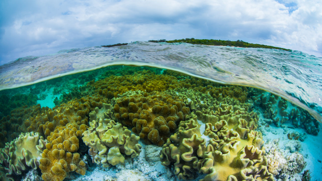 How nature could help save the planet