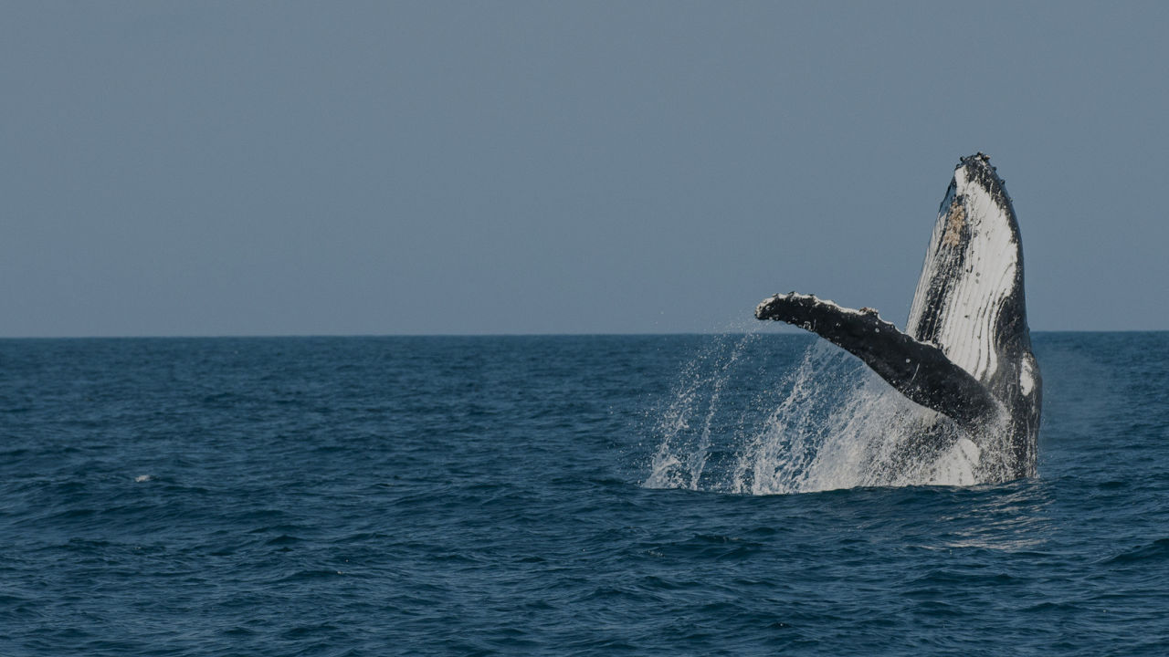 Humpback Whale - Great Barrier Reef Foundation