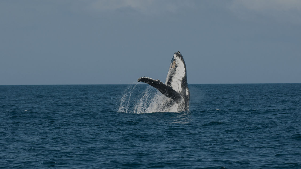 Humpback Whale