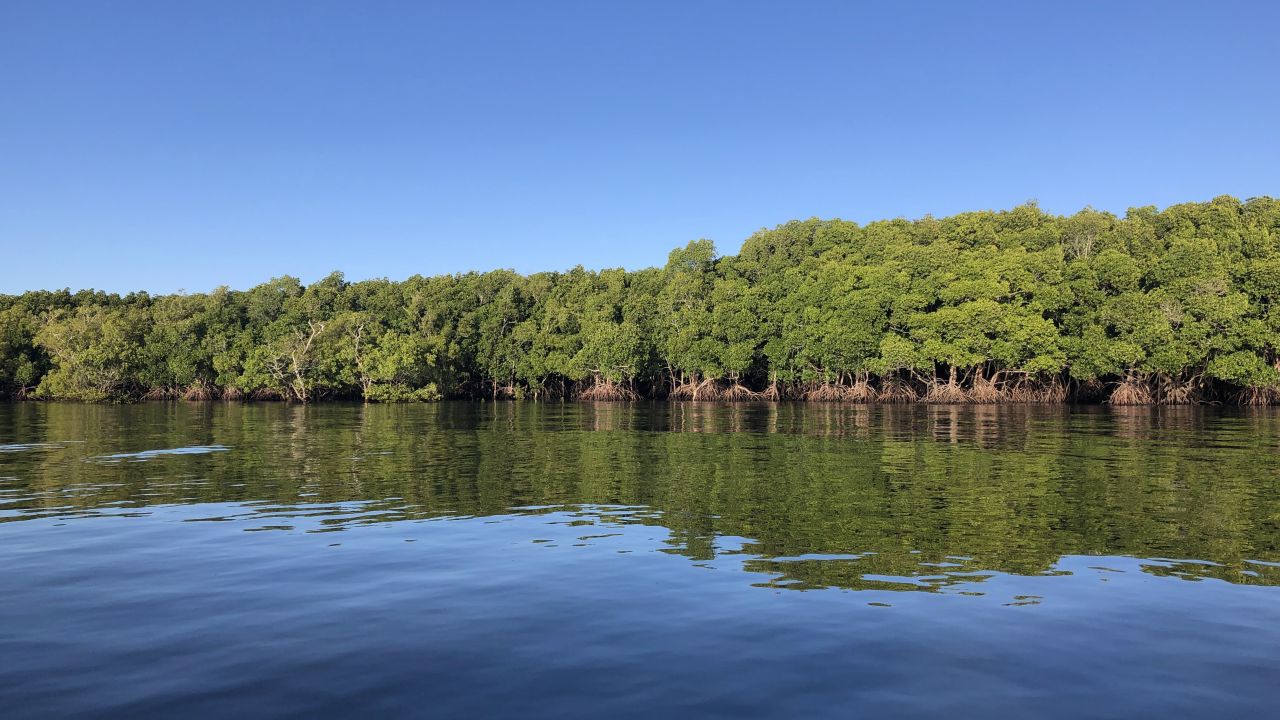 Empowered communities care for mangroves in Queensland