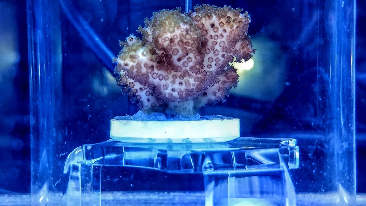 Breakthrough for the Reef: Probiotics proven to boost coral survival