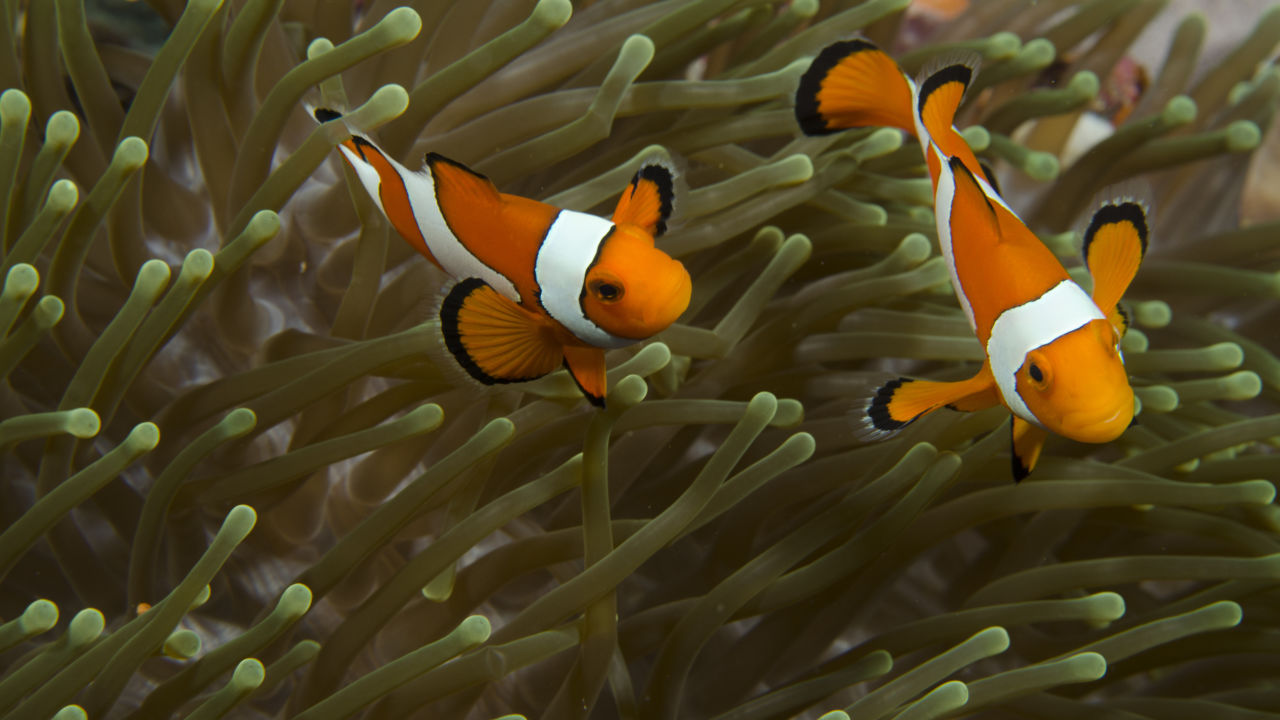 Clownfish Facts - Great Barrier Reef Foundation - Great Barrier
