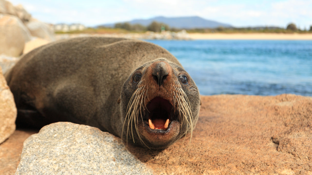 Seals - Great Barrier Reef Foundation - Great Barrier Reef Foundation