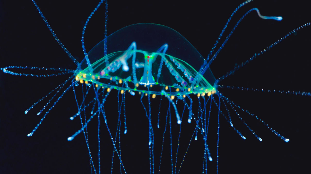 Jellyfish Great Barrier Reef Foundation Great Barrier Reef Foundation great-barrier-reef-undersea-with-shark-panel-30-off