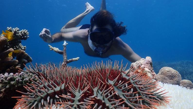 Kenny Wolfe: ‘Finding important Reef animals where you least expect them’