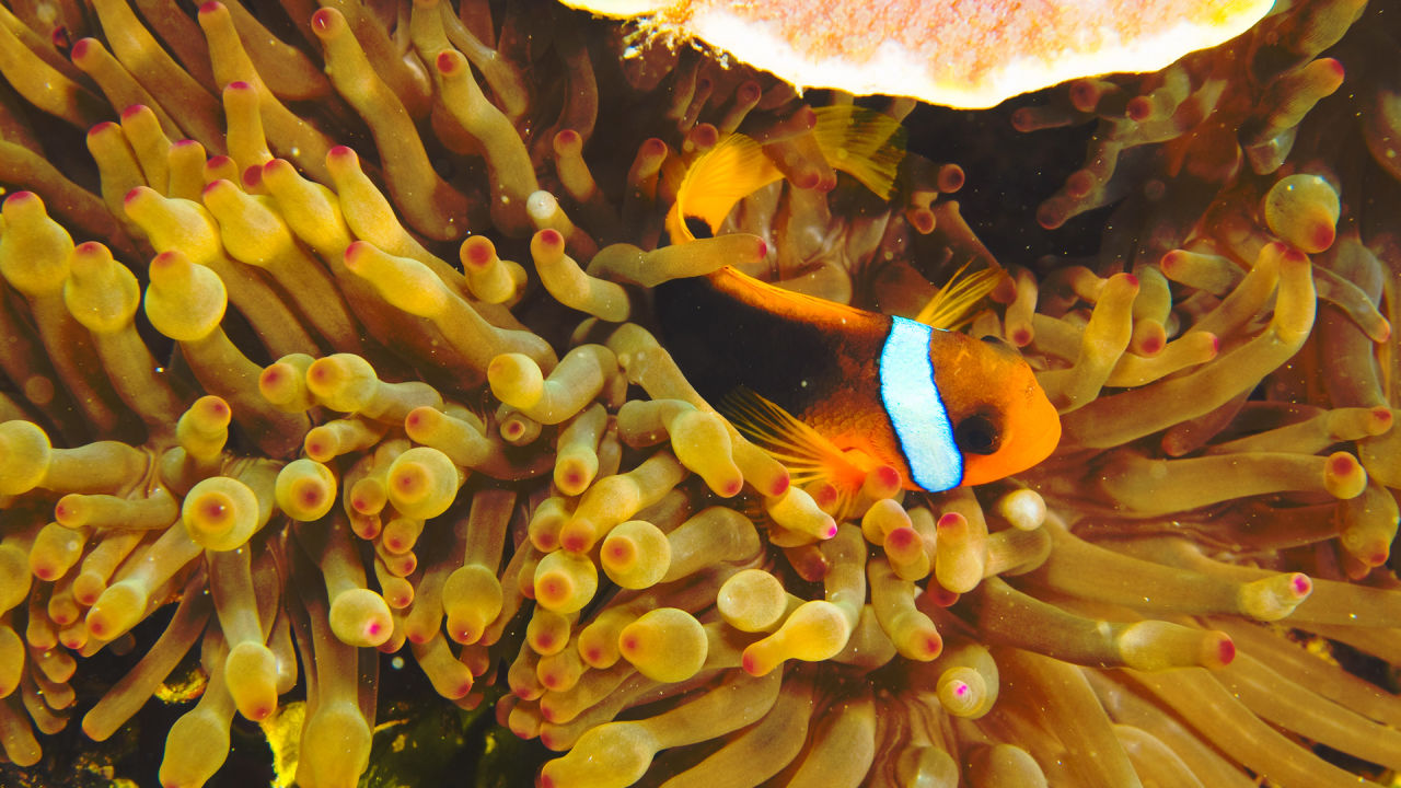 Australia’s largest ever environmental fundraising campaign